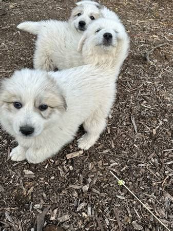 The parents are around horses,chickens, ducks, goats,pigs,rabbits,dogs,cats and kids Great. . Craigslist great pyrenees puppies